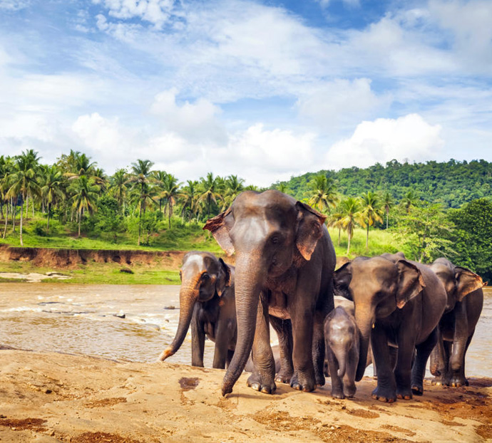 Sir Lanka Holidays Packages